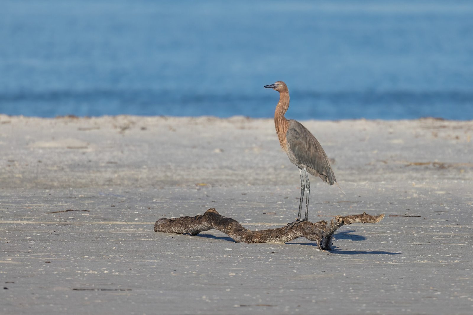 Reddish Egret Standing On Driftwood On Beach