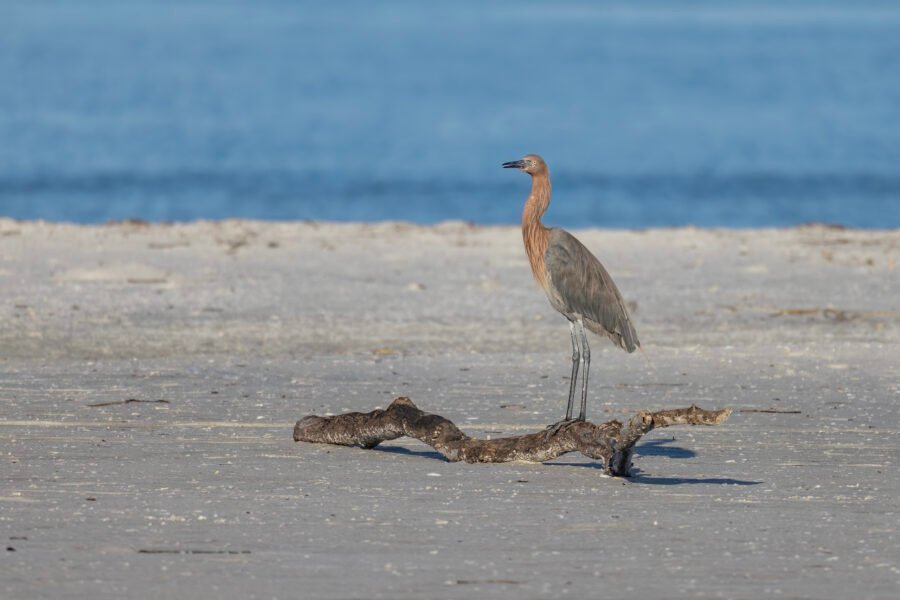 Reddish Egret Standing On Driftwood On Beach