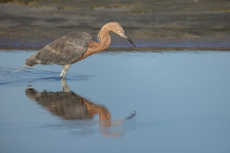 Reddish Egret Watching For Fish In Still Water