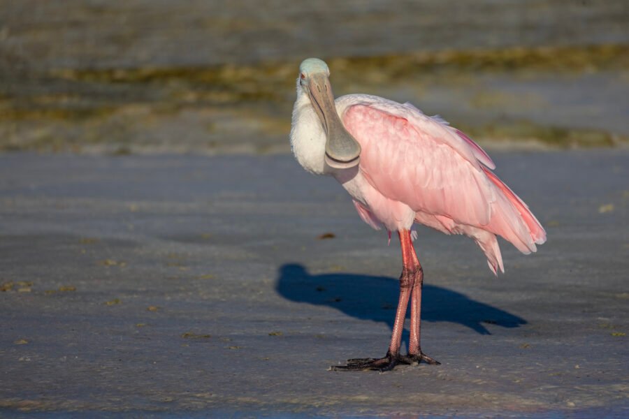 Roseate Spoonbill Looking Back On Beach