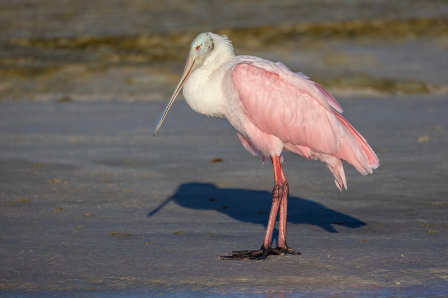 Roseate Spoonbill Standing On Beach