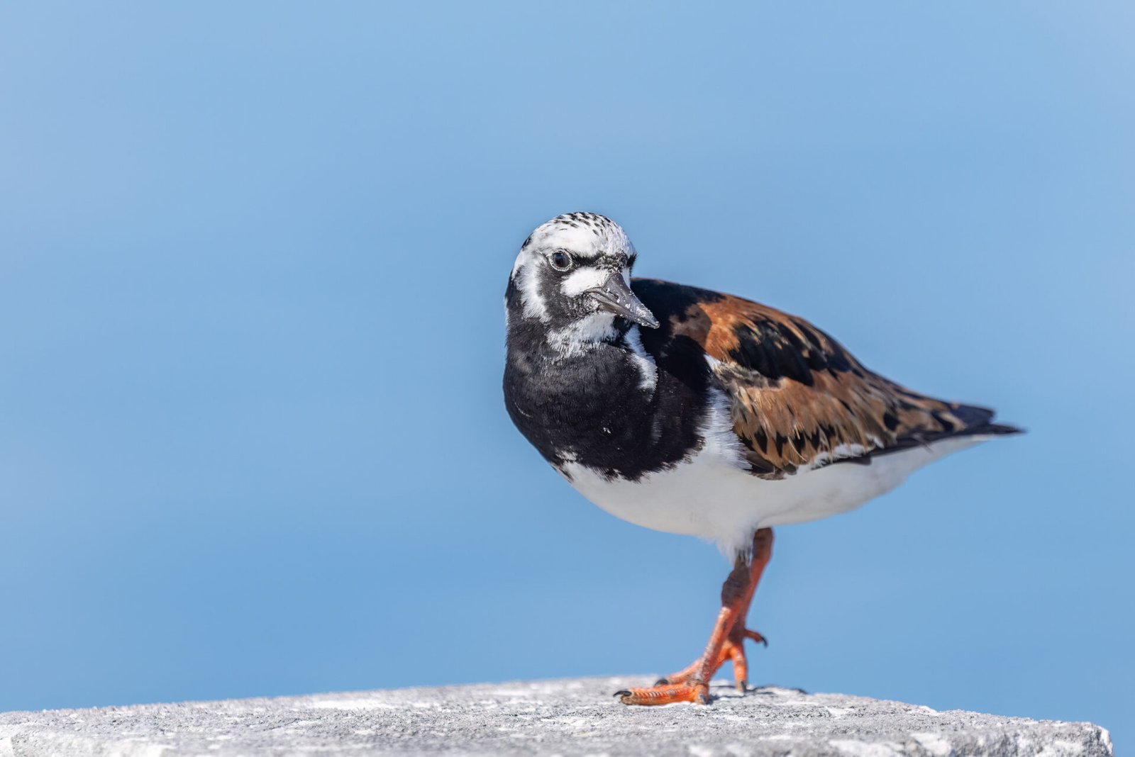 Ruddy Turnstone Looking Back On Piling