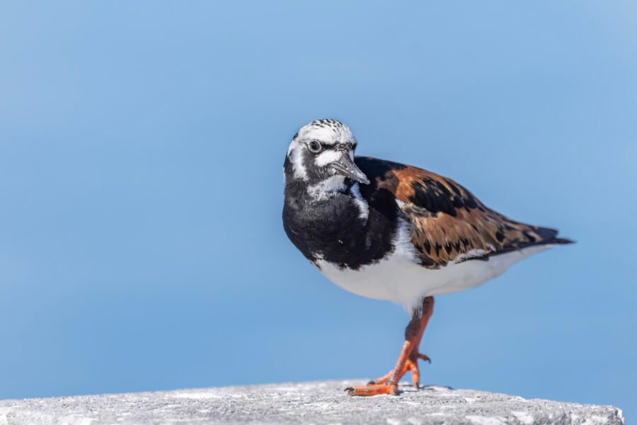 Ruddy Turnstone Looking Back On Piling
