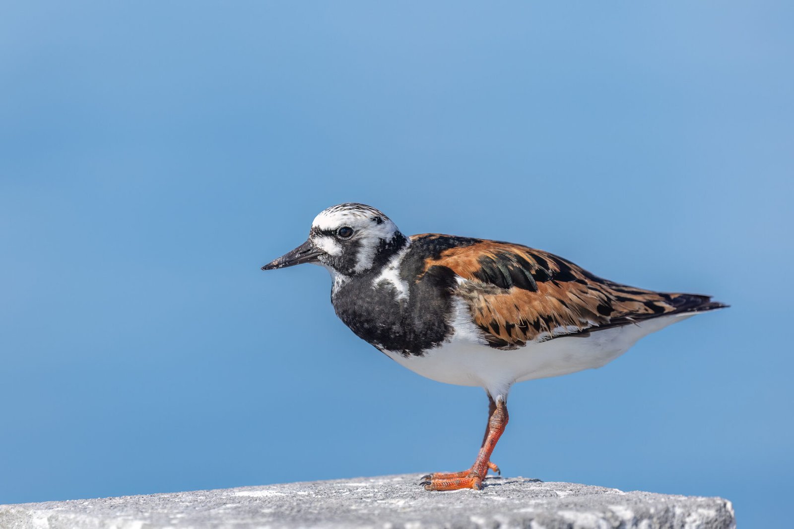 Ruddy Turnstone Resting On Piling