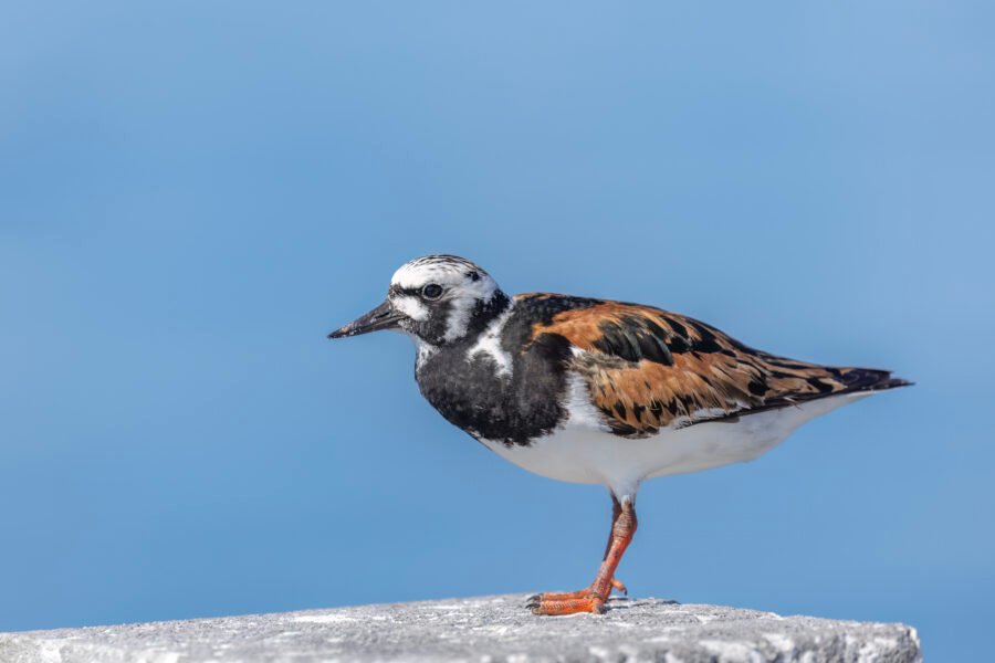 Ruddy Turnstone Resting On Piling
