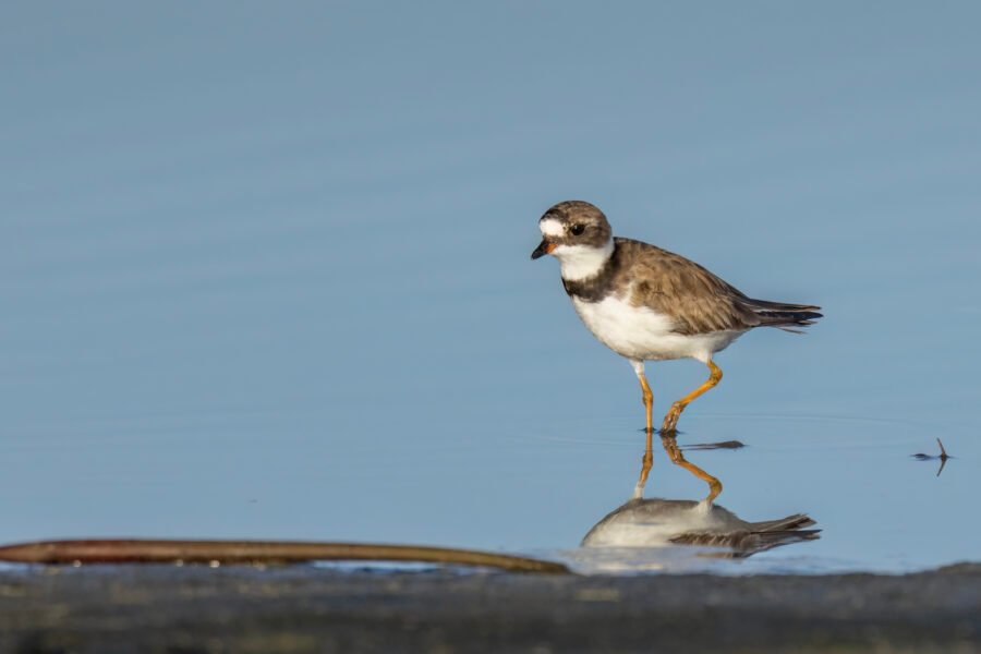 Semipalmated Plover Walking Toward Shore
