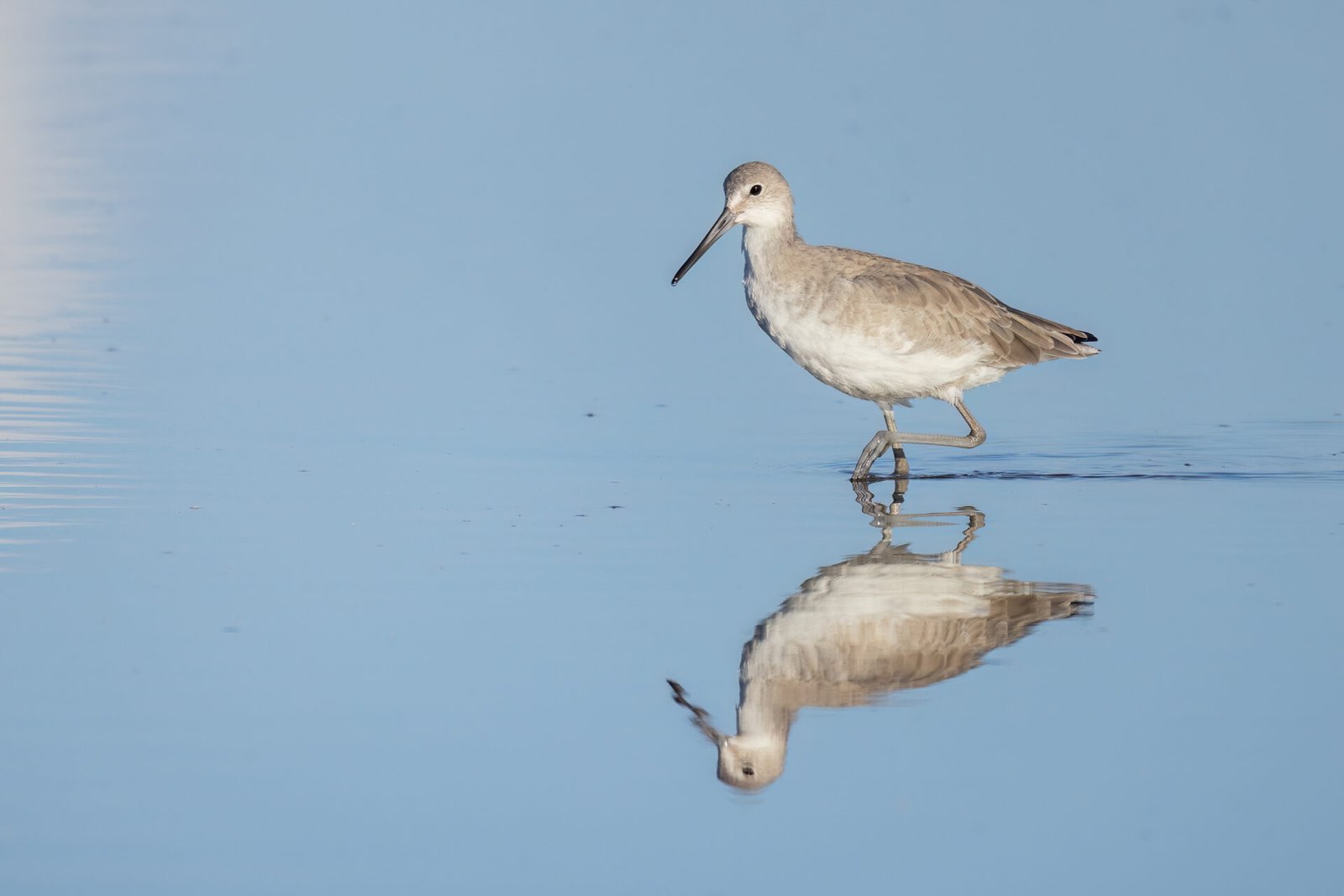 Willet Walking Through Water With Reflection