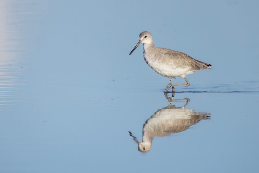 Willet Walking Through Water With Reflection