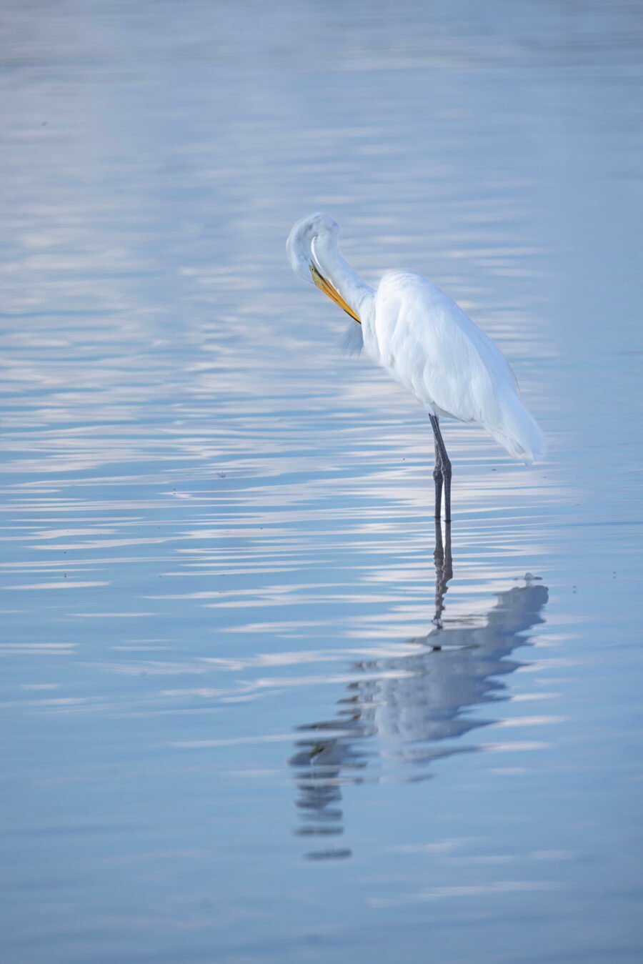 Great Egret Preening While Standing In Calm Water