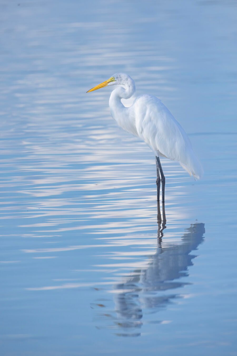Great Egret Standing In Calm Water