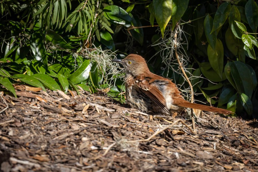 Brown Thrasher Dusting Feathers In Mulch