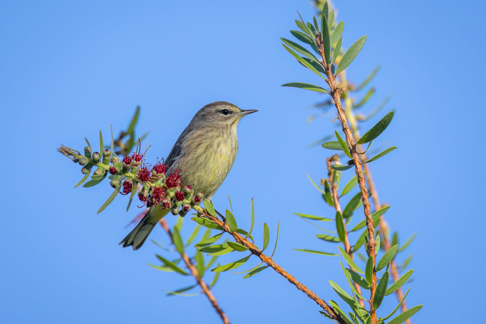 Palm Warbler Resting On Bottlebrush Limb