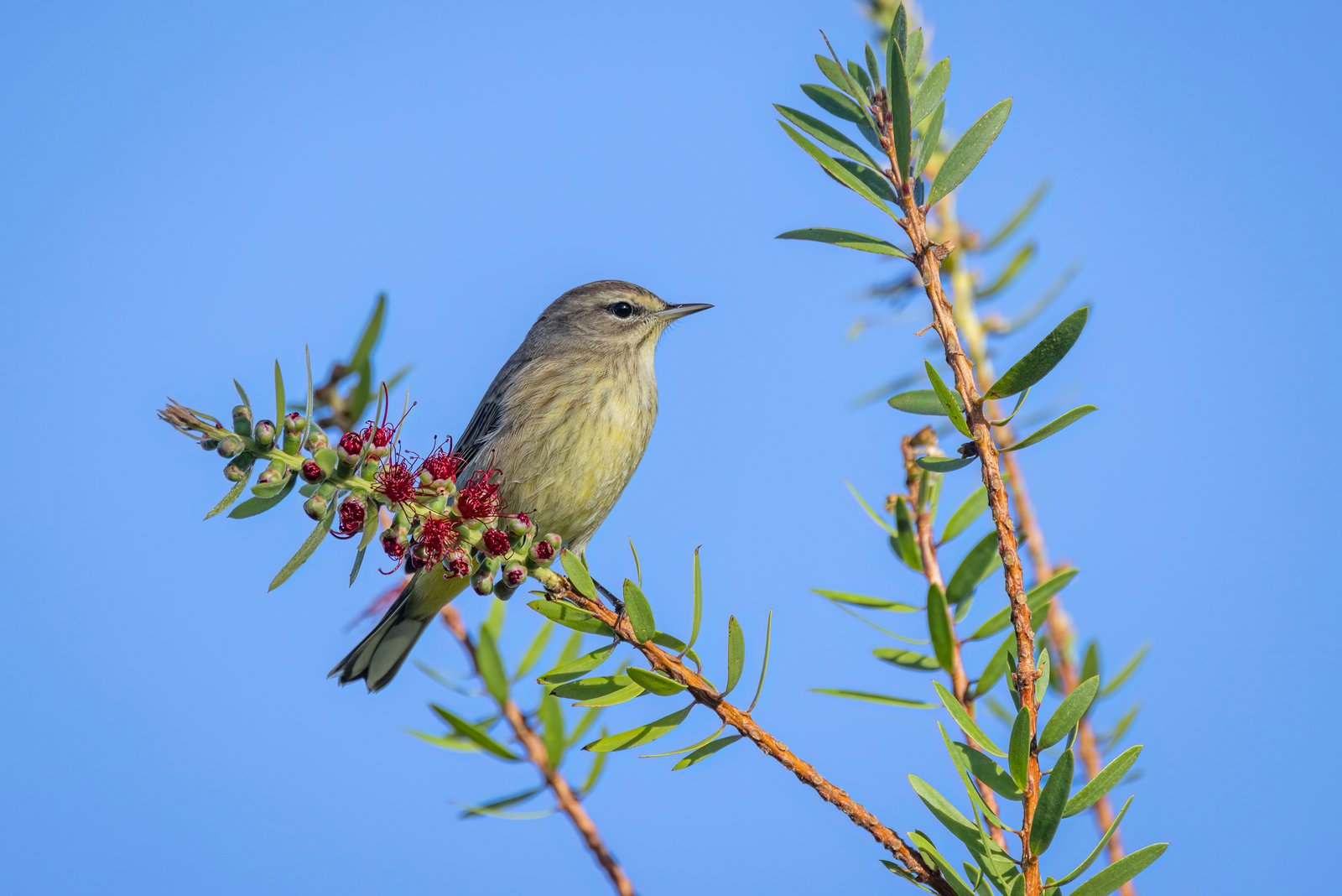 Palm Warbler Resting On Bottlebrush Limb