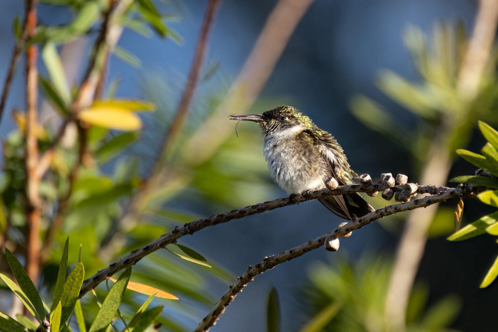 Ruby Throated Hummingbird Female Resting On Bottlebrush