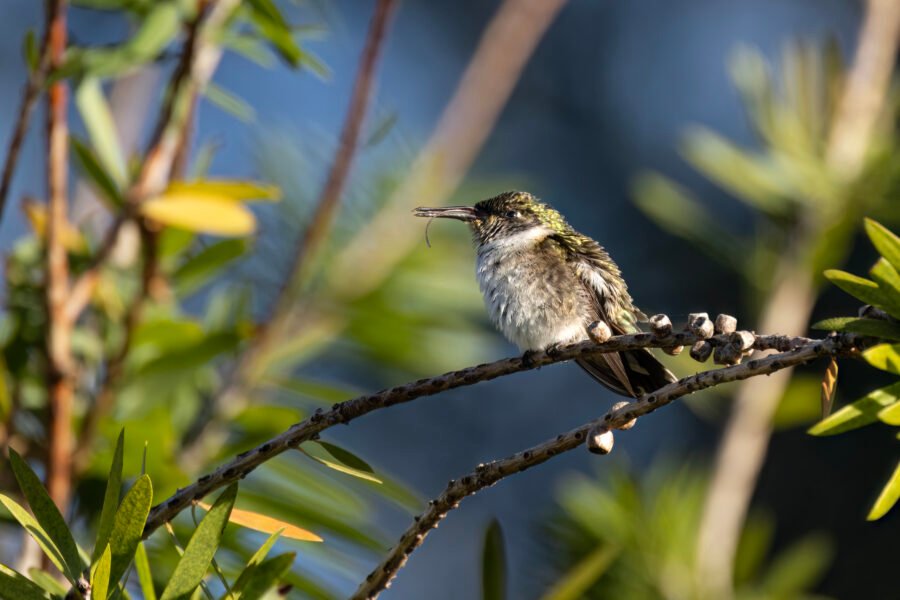 Ruby Throated Hummingbird Female Resting On Bottlebrush