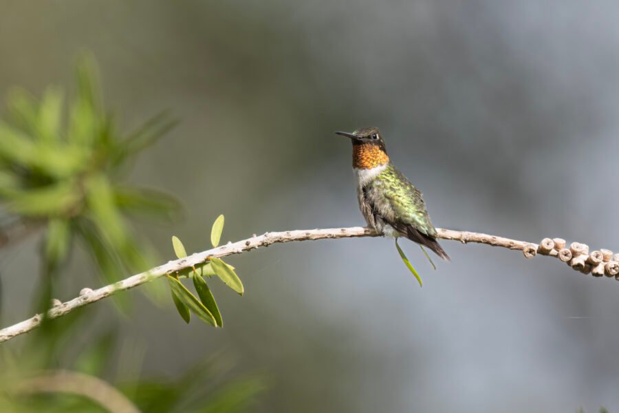 Ruby Throated Hummingbird Male Sitting On Bottlebrush