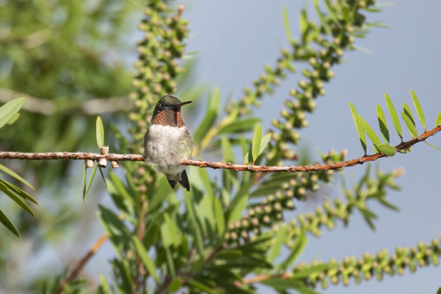 Ruby Throated Hummingbird Male Perched On Bottlebrush