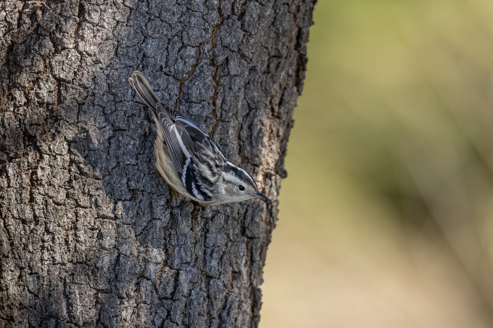 Black And White Warbler Snatching Ant
