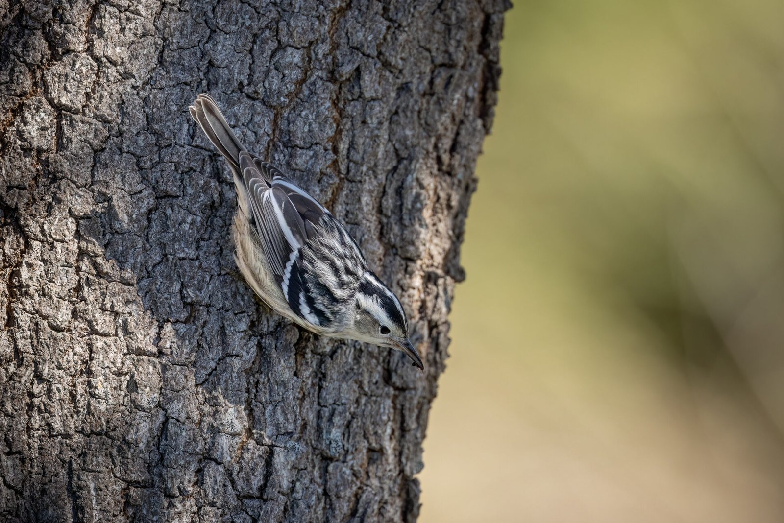 Black And White Warbler With Ant