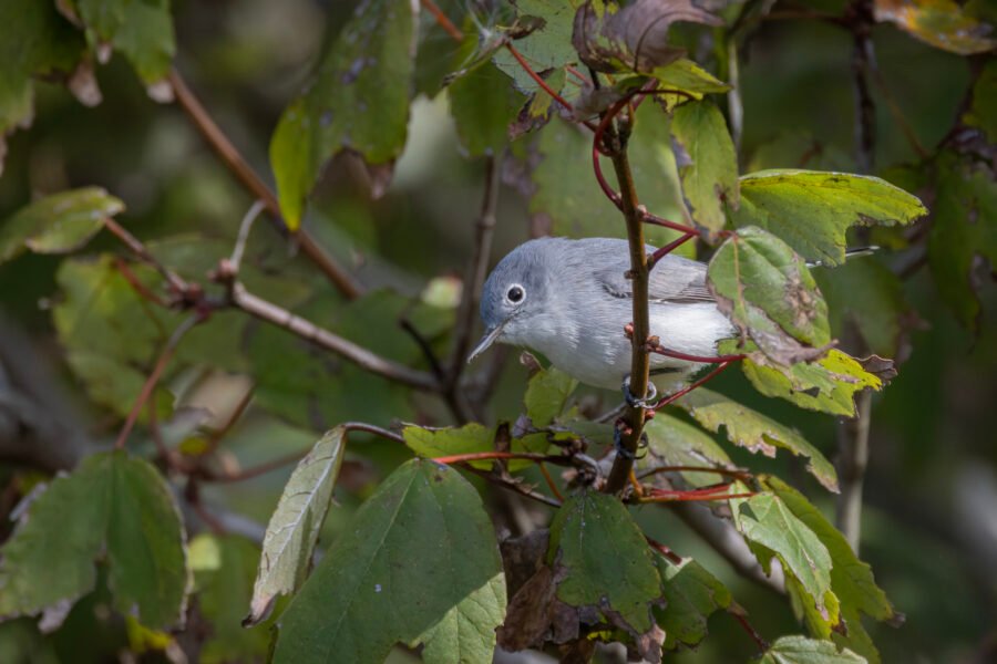 Blue Gray Gnatcatcher Searching For Bugs