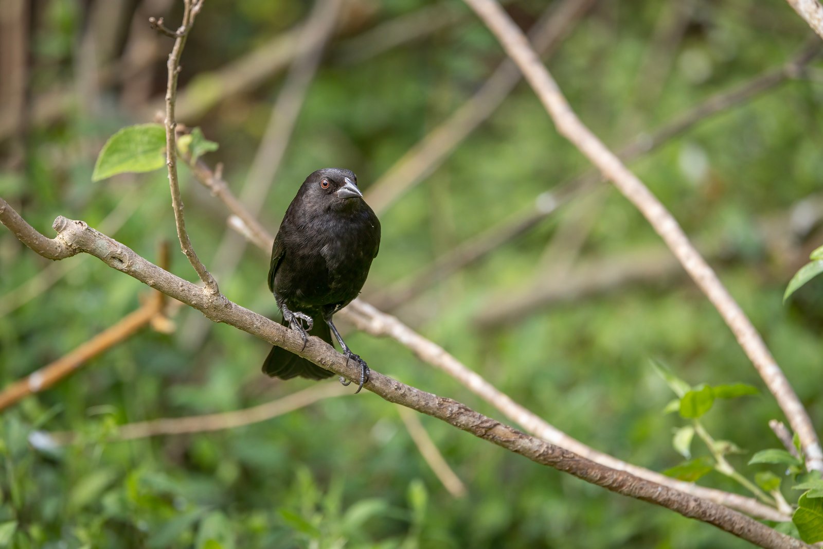 Bronzed Cowbird Perched In Shrub