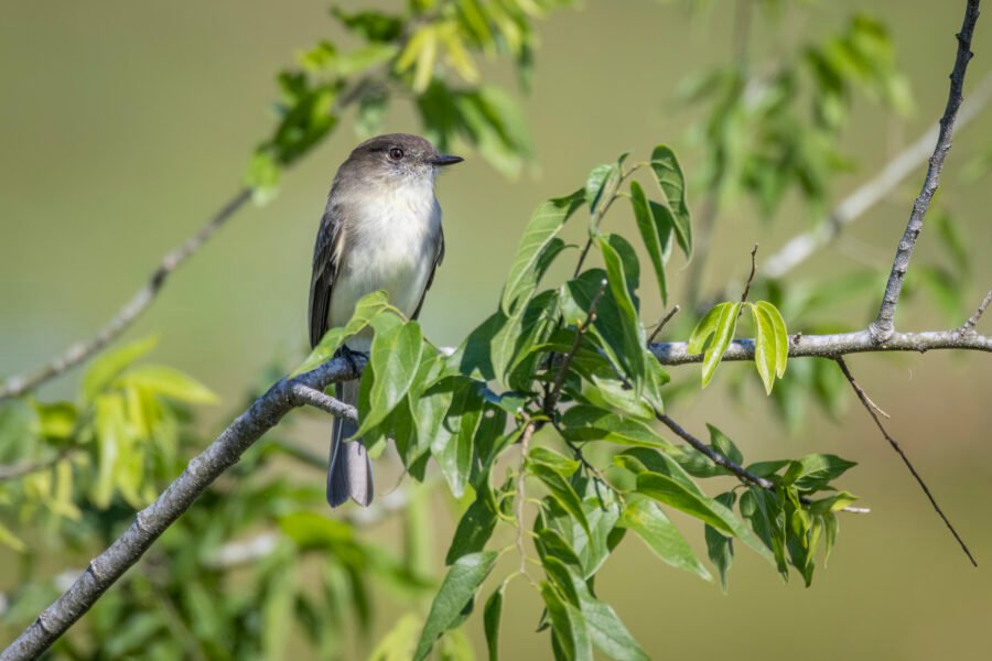 Eastern Phoebe Perched On Branch Watching For Bugs