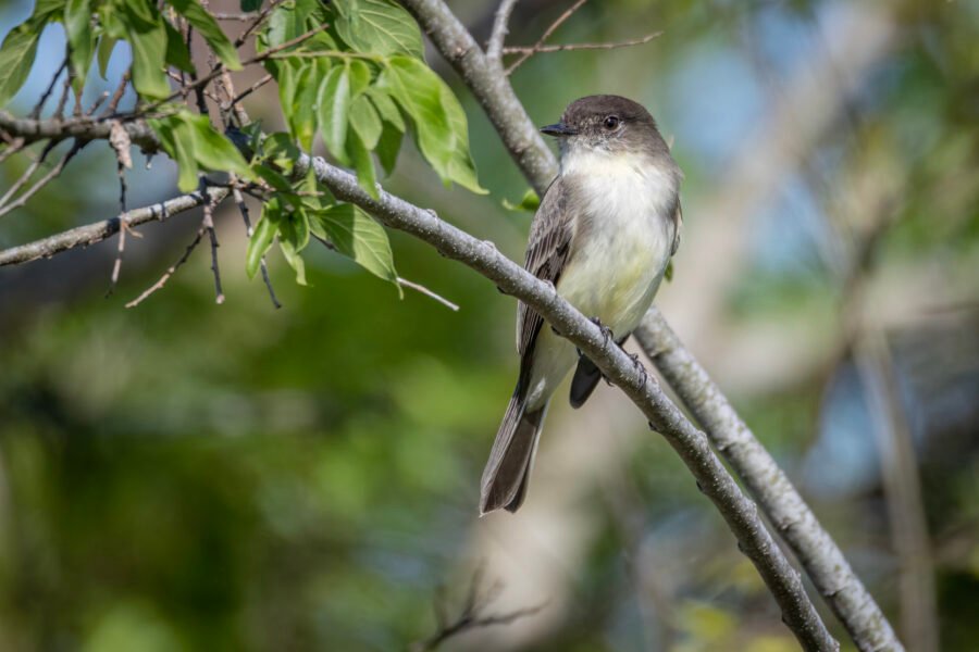 Eastern Phoebe Resting On Limb