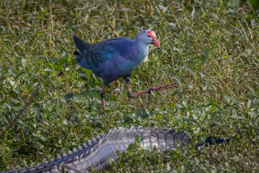 Grey Headed Swamphen High Stepping Past Alligator