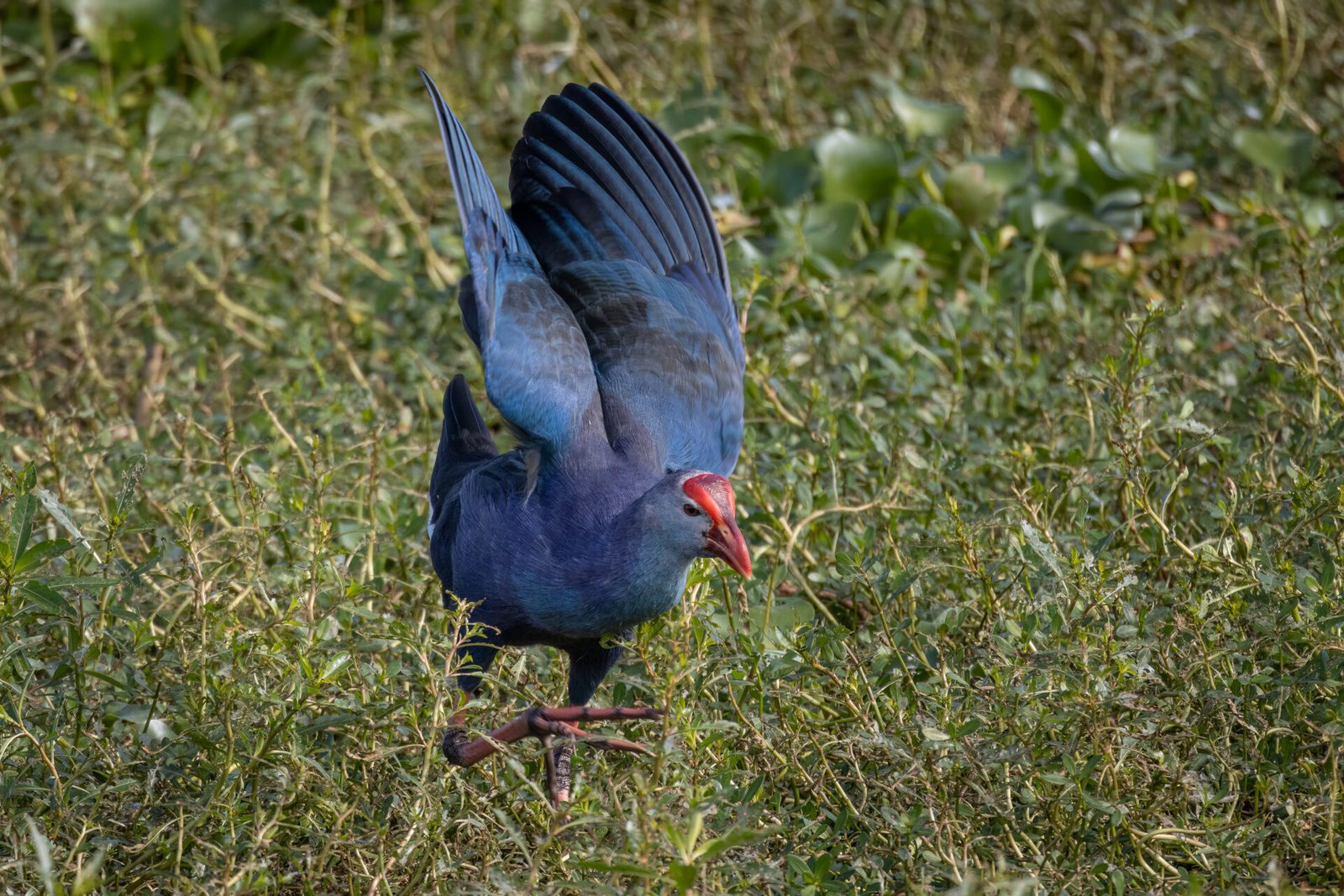 Grey Headed Swamphen Jumping Around In Marsh