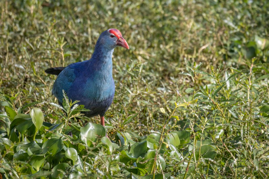 Grey Headed Swamphen Paused In Weeds