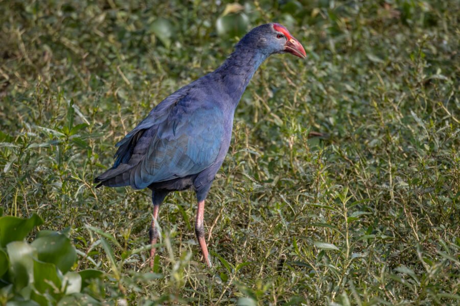 Grey Headed Swamphen Searching For A Meal