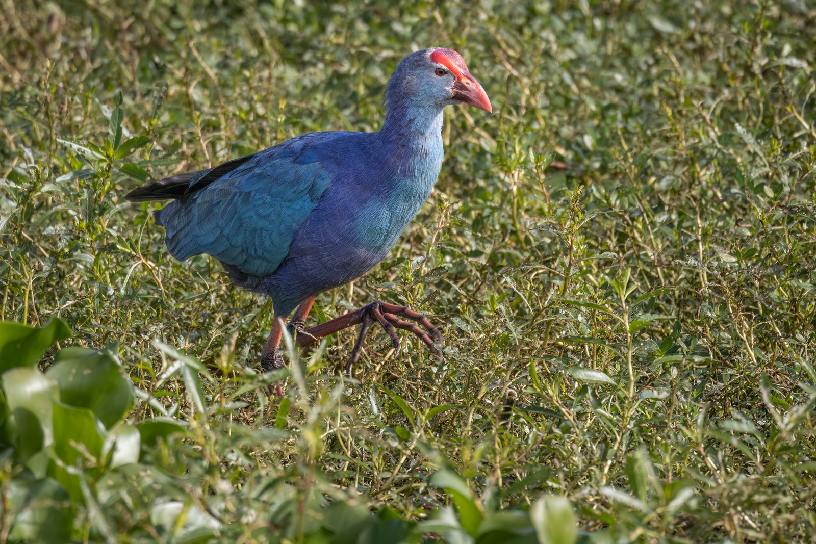 Grey Headed Swamphen Walking Through Marsh