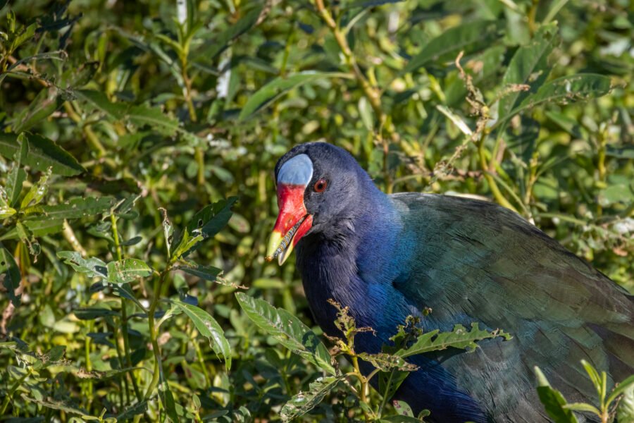 Purple Gallinule Male Feasting On Caterpillar