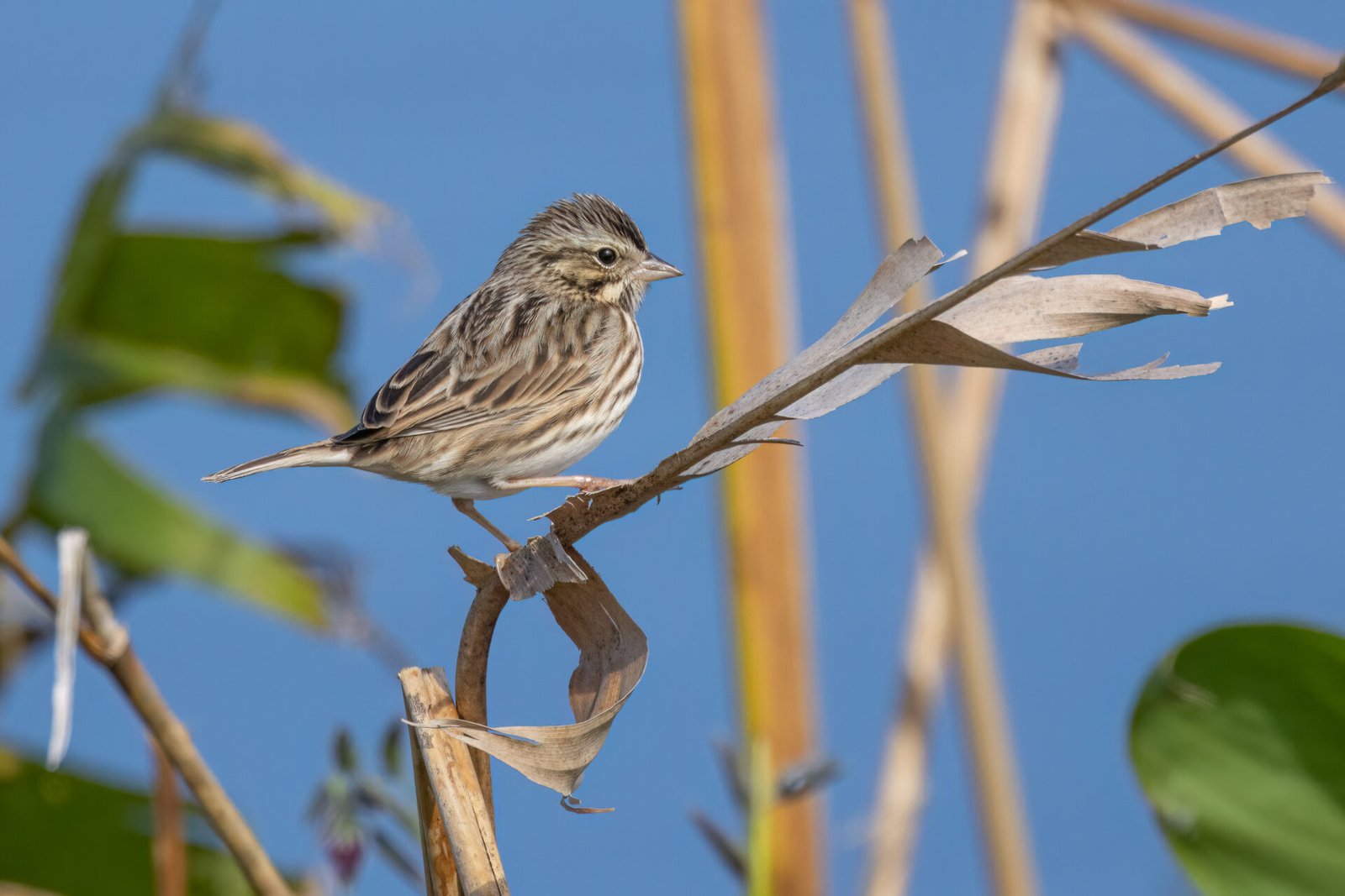 Savannah Sparrow Resting On Reed