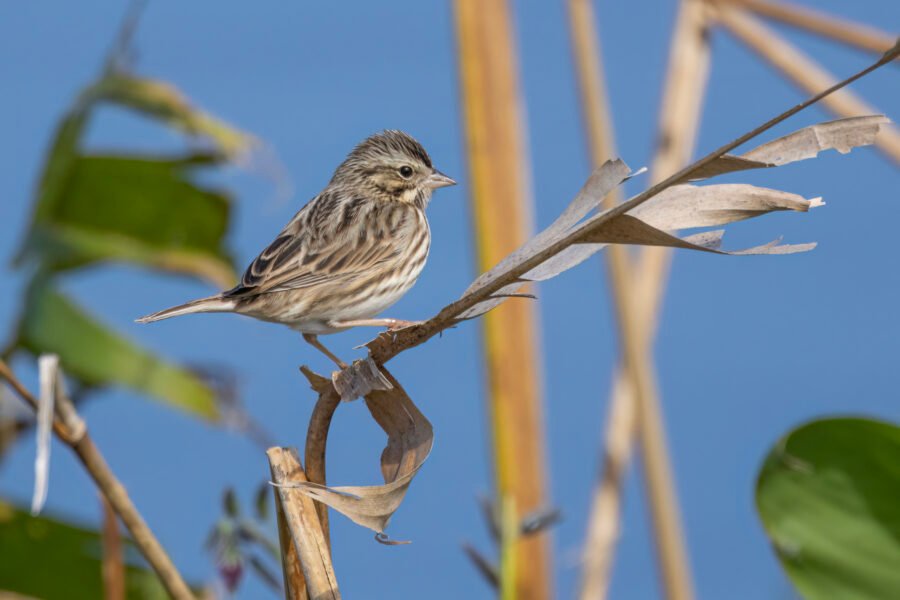 Savannah Sparrow Resting On Reed