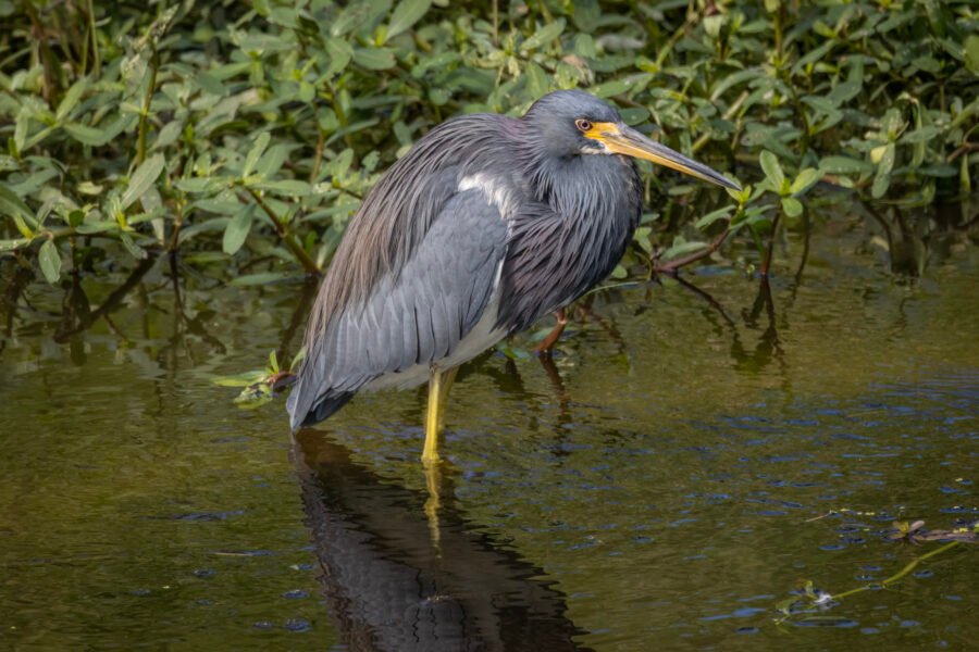 Tri Colored Heron Standing In Shallow Water