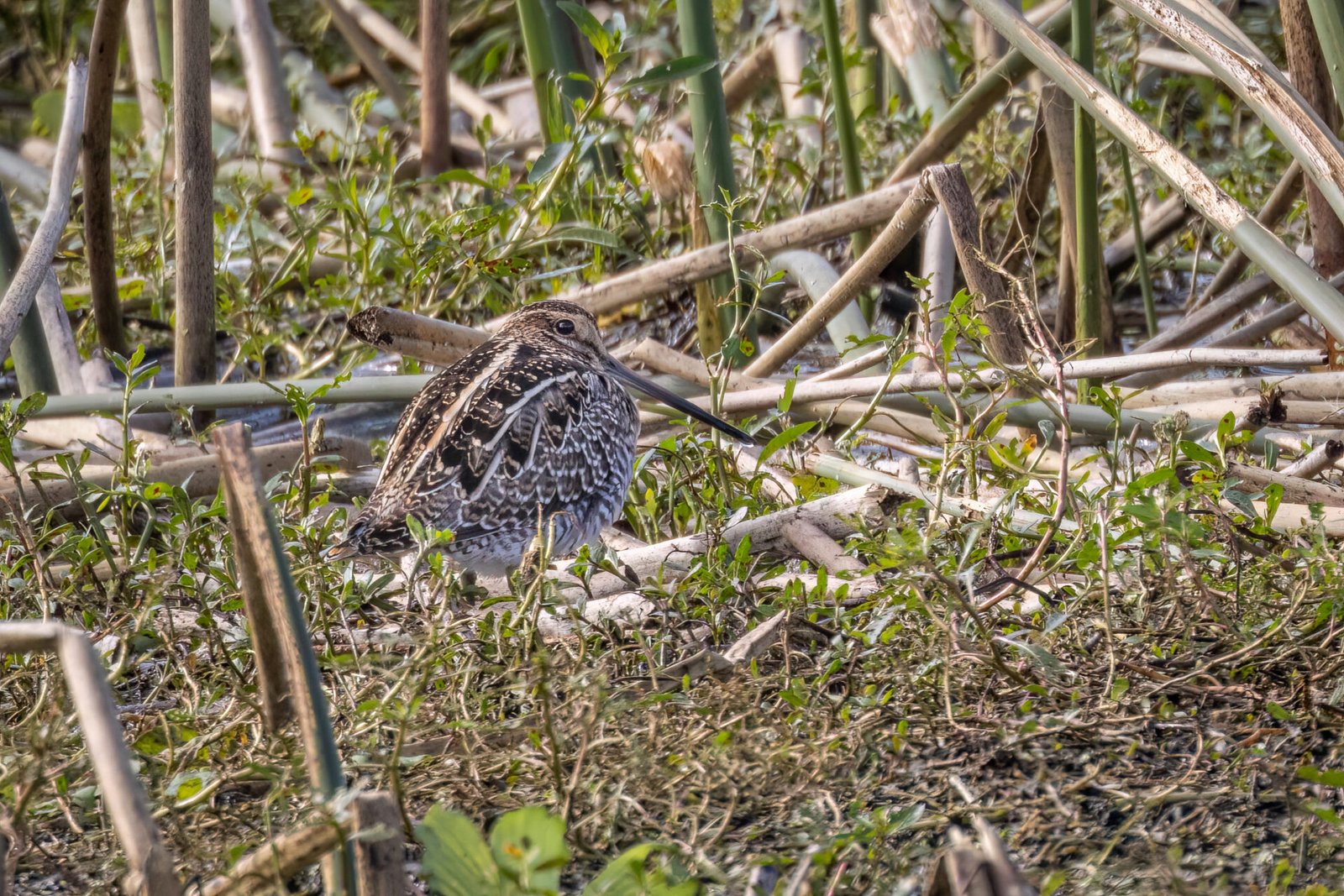 Wilsons Snipe Resting In Reeds