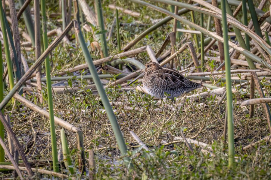 Wilsons Snipe Taking A Break