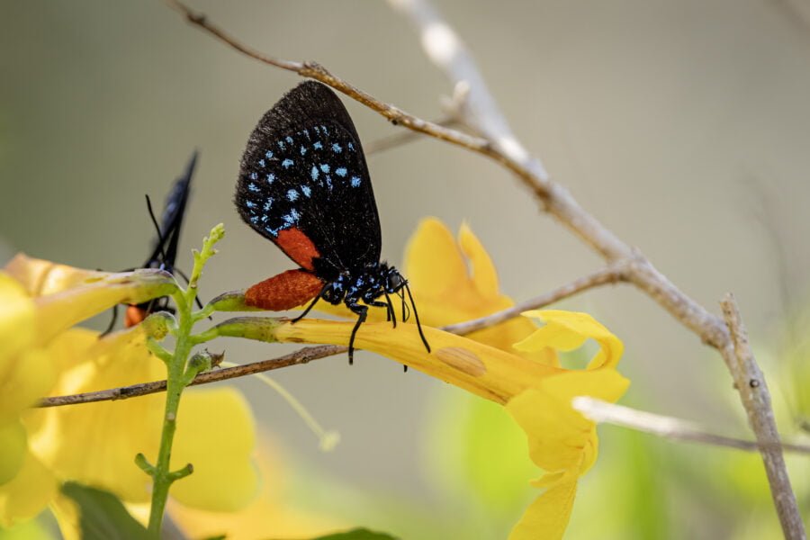 Atala Butterfly On Yellow Trumpet Flower