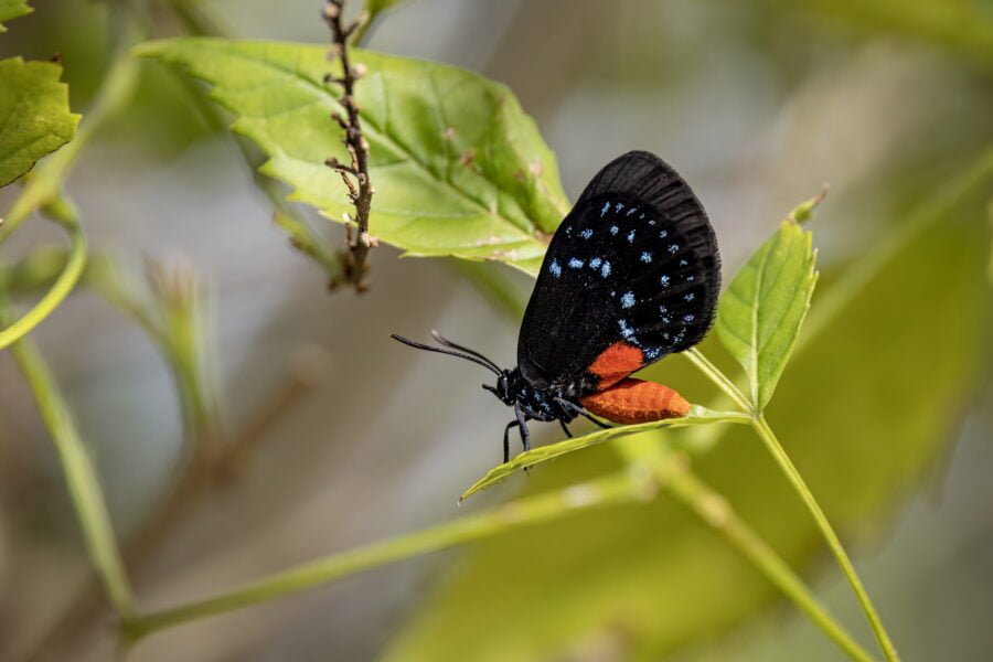 Atala Butterfly Resting On Leaf