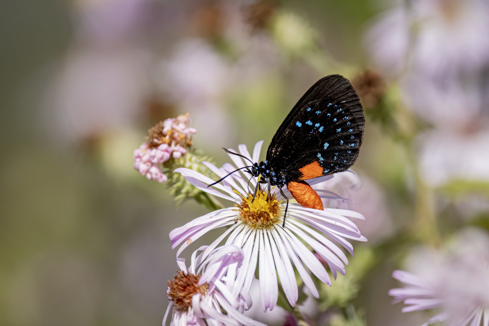 Atala Butterfly Feeding On Elliotts Aster