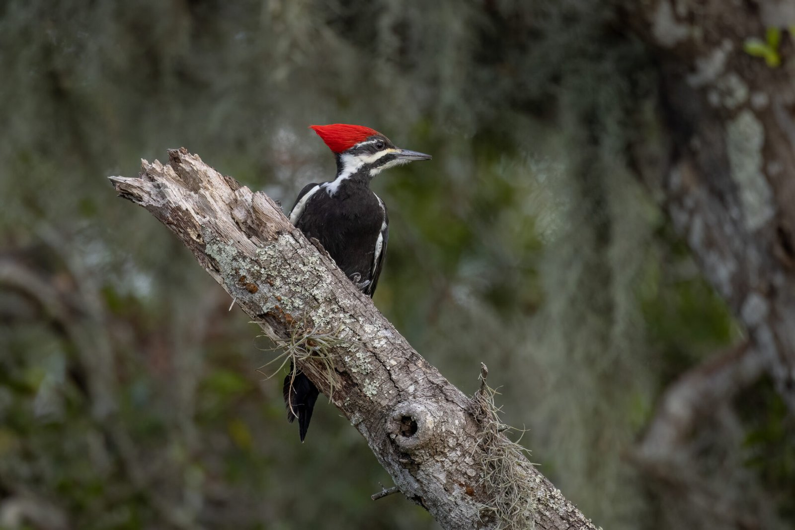 Pileated Woodpecker Looks Around From Broken Tree