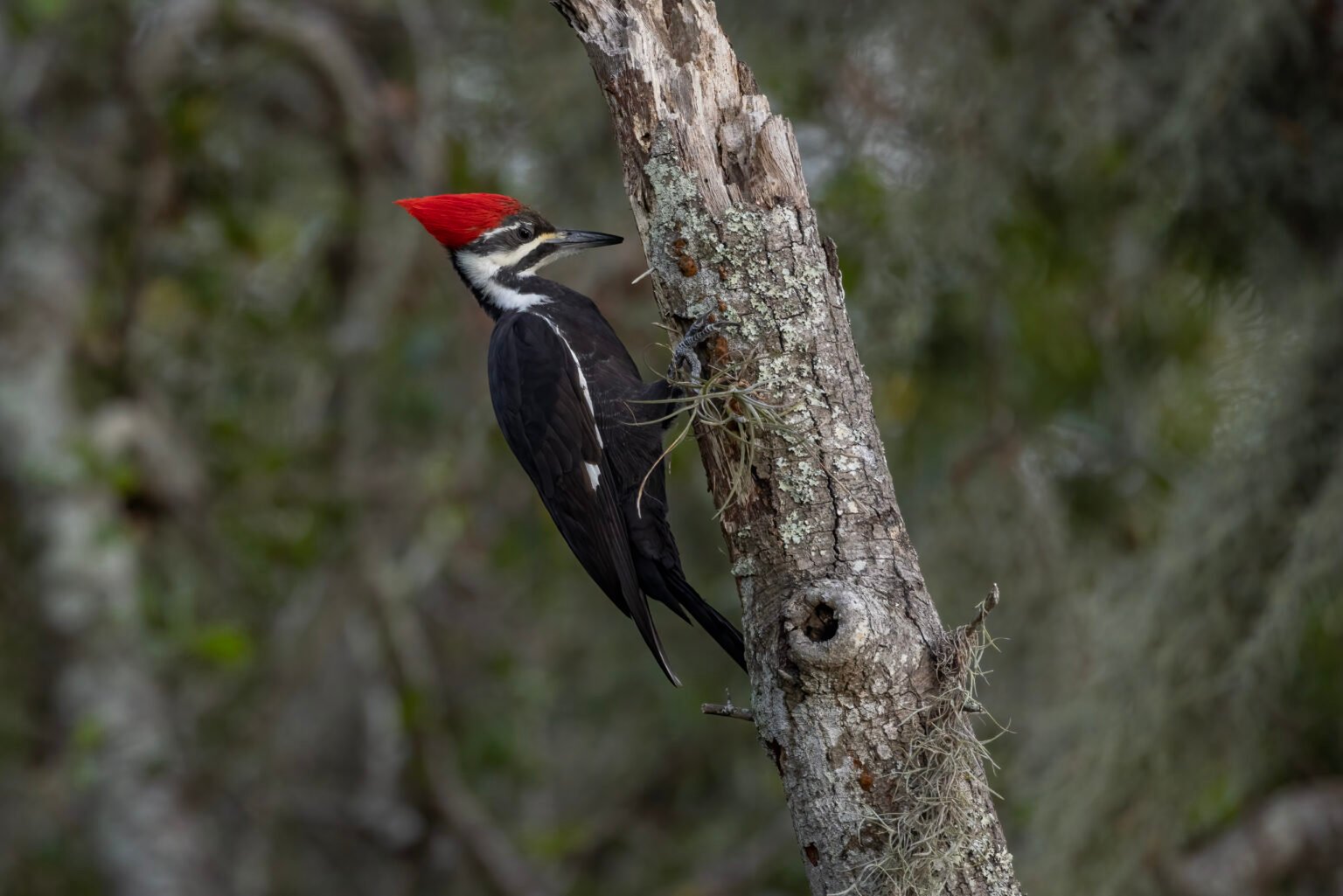 Pileated Woodpecker Looks Searching For Bugs On Broken Tree