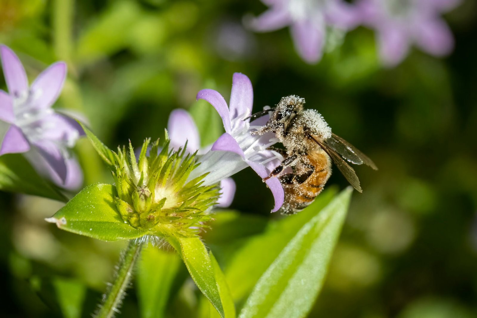 Honey Bee Covered In Pollen Feeding On Purple Flower