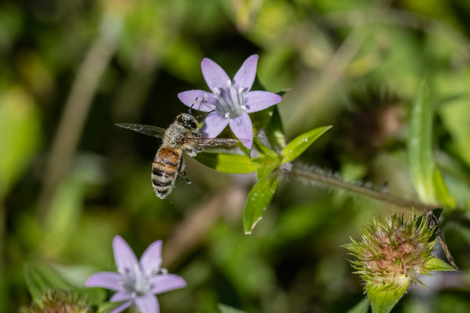 Honey Bee Covered In Pollen Landing On Purple Flower