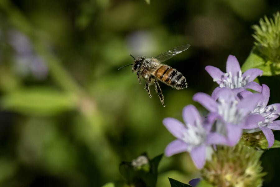 Honey Bee Flying Off From Purple Florida Pulsey Flower