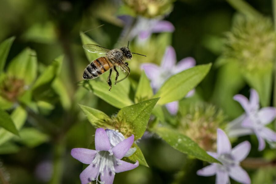 Honey Bee Flying Past Florida Pulsey Flower