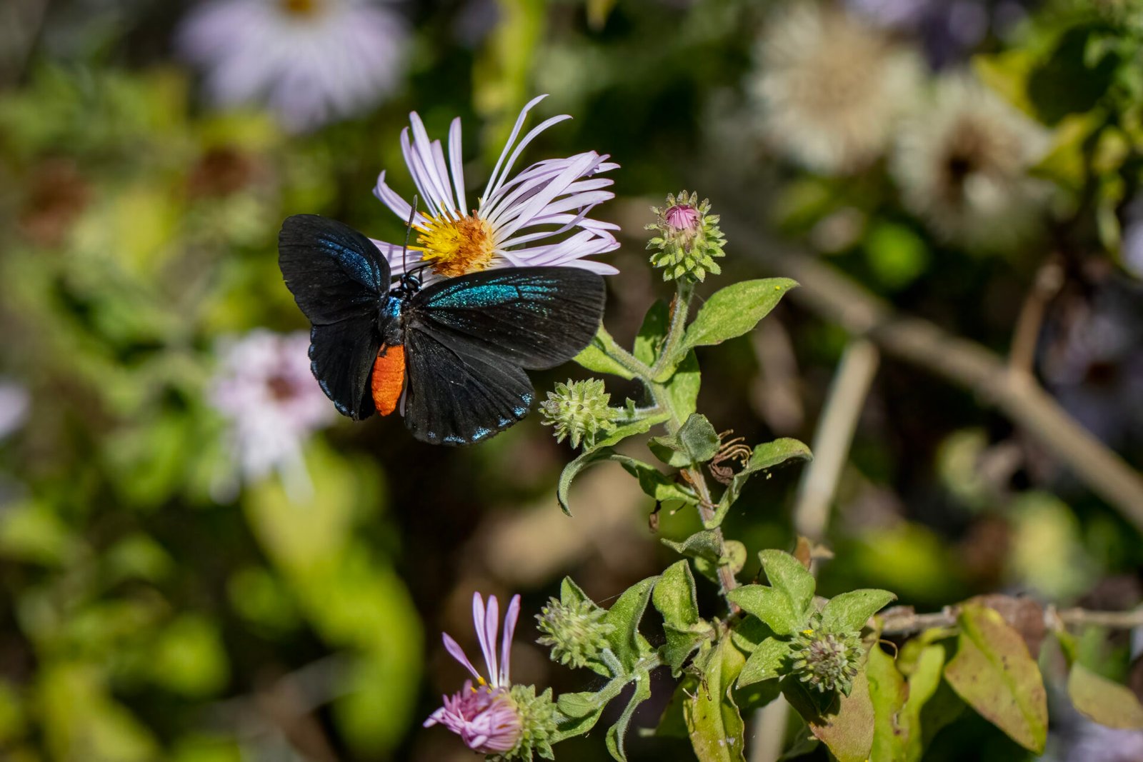 Top Of Atala Butterfly On Elliotts Aster