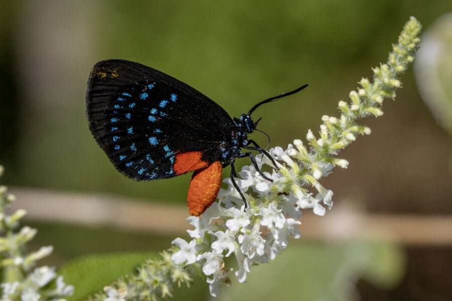 Atala Butterfly Feeding On Sweet Almond Bush