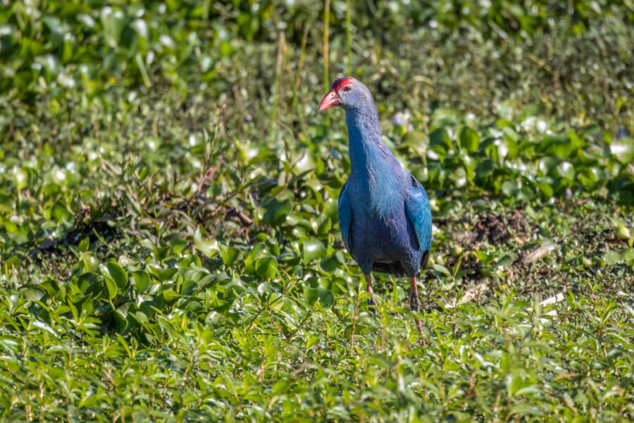 Grey Headed Swamphen Looking Around In The Weeds